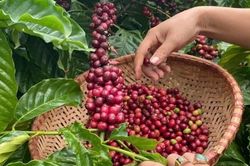 Giá tiêu hôm nay 9/9/2025: Việt Nam tăng nhập khẩu hồ tiêu