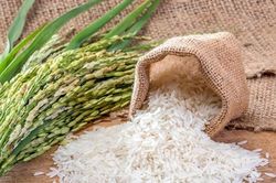 Giá lúa gạo hôm nay 10/9: Thị trường trong nước ổn định, giá xuất khẩu giảm mạnh chịu sức ép từ Philippines