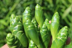 Hoa gừng - mở nguồn thu nhập mới cho người dân vùng cao Nghệ An