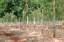 Thaco Agri lãi 10 tỷ đồng năm 2024, lỗ lũy kế hơn 1.300 tỷ