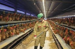 Chủ động chăn nuôi an toàn dịch bệnh
