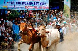 Lễ hội đua bò Bảy Núi 2025 diễn ra vào ngày 20/9 tại An Giang