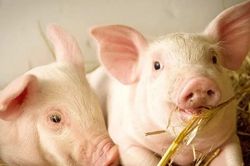 Giá heo hơi hôm nay 12/9: Miền Nam thêm nhiệt, lên đỉnh 61.000 đồng/kg
