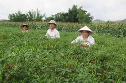 Từ trồng ớt đến nuôi cá, các HTX ở Lạng Sơn cùng người dân thay đổi cuộc sống