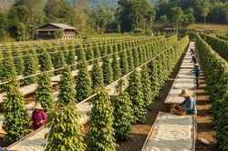 Dự báo giá tiêu ngày mai 14/9: 'Hồi sinh' sau 'cơn lốc thuế'
