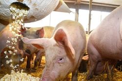 Giá heo hơi hôm nay 14/9: 3 miền bình ổn quanh đỉnh 61.000 đồng/kg