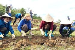 Ra quân giúp nhân dân bản Huổi Hằm trồng chè