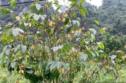 Bảo tồn nguồn gen, định hướng phát triển vùng dược liệu trà hoa vàng