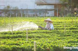 'Đất Sen hồng' khai thác tốt tiềm năng, lợi thế