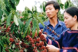 Giá cà phê hôm nay 16/9/2025: Trong nước giảm, thế giới tăng vọt