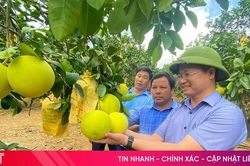 Bưởi Phúc Trạch hữu cơ, sản xuất liên kết 'đắt' khách, giá bán cao