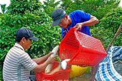 Đưa nghị quyết đại hội vào cuộc sống