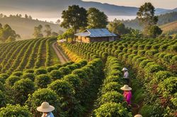 Dự báo giá cà phê ngày mai 18/9: Từ cơn sốt, giá về lại mức 'đáng lo'
