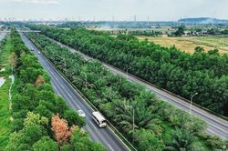 Cục Đường bộ phản hồi Cục CSGT việc 'không trồng cây ở dải phân cách giữa cao tốc'