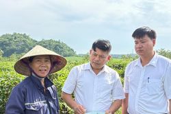 Nông dân xã Nghĩa Hưng thu nhập cao từ cây sâm núi Dành