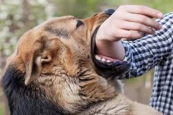 Gần 60 người tử vong vì bệnh dại, Bộ Y tế ra khuyến cáo phòng bệnh