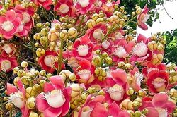 Cây cảnh hóa giải phong thủy xấu ở ban công, mang đến vượng khí
