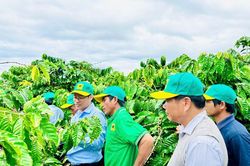 Canh tác cà phê thông minh: Định hướng phát triển bền vững trong bối cảnh biến đổi khí hậu