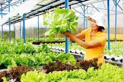 Dự báo nguồn cung lúa gạo, rau xanh và trái cây năm 2026 vẫn đảm bảo