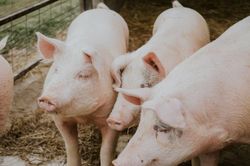 Giá heo hơi hôm nay 18/9: Sóng giảm giá 'đánh úp' thị trường, từ Bắc chí Nam đều chịu áp lực