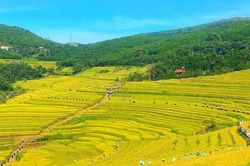 Lễ hội ruộng bậc thang Miền Đồi