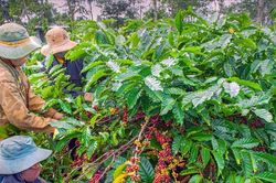 Giá nông sản hôm nay 19/9: Mất gần 5.000 đồng/kg chỉ trong một đêm