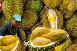 Sầu riêng Việt 'vượt bão' trước cảnh báo mới của Trung Quốc