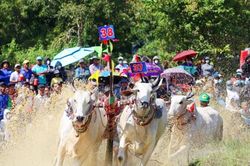 An Giang: 64 đôi bò tranh tài tại Hội đua bò Bảy Núi 2025