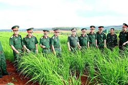 Binh đoàn 15 cho dân mượn đất trồng lúa