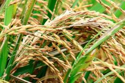 Giá lúa gạo hôm nay 21/9: Trong nước ổn định, gạo xuất khẩu đảo chiều tăng mạnh