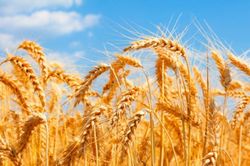 Thâm hụt thương mại Ukraine tăng thêm 7,5 tỷ USD so với năm ngoái