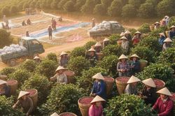 Dự báo giá cà phê ngày mai 23/9: Lấy đà cho cuộc bứt phá mới