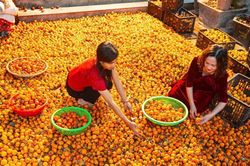 Đại Huệ rộn ràng mùa hồng đầu vụ