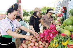 Sắc màu OCOP chào mừng Đại hội Đảng bộ tỉnh