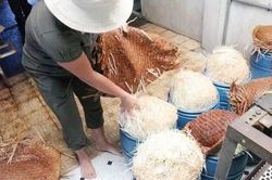Đắk Lắk: 4 bị cáo trong đường dây làm giá đỗ ngâm hóa chất lãnh án