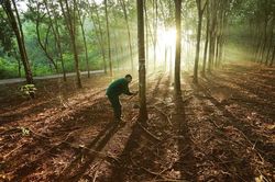 EU tạm hoãn EUDR: Tác động đến xuất khẩu nông sản