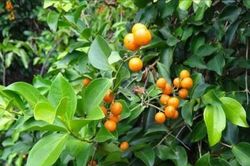 Khi chọn mua cây phong thủy nhất định phải lưu ý những cây có độc sau