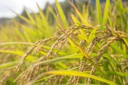 Giá lúa gạo hôm nay 25/9: Thị trường ổn định, xuất khẩu giữ ngôi đầu