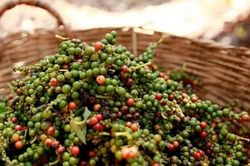 Giá tiêu hôm nay 26/9/2025: Giữ ở mức 150,000 đồng/kg
