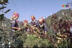 'HOA NÚI' NỞ TRONG KỶ NGUYÊN SỐ
