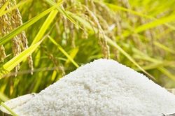 Giá lúa gạo hôm nay 27/9: Thị trường biến động nhẹ, gạo nguyên liệu giảm, giao dịch trầm lắng