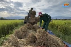 Nông dân vùng lòng chảo chủ động trước bão Bualoi