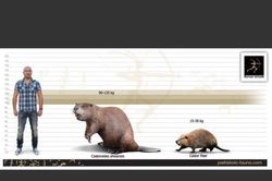 Choáng với loài hải ly nặng 100 kg, răng cửa dài tới 15 cm