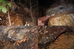 Phát hiện giống cua nước ngọt hoàn toàn mới trên núi Bà Đen