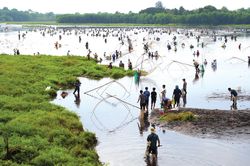 Quảng Trị muôn vẻ: 300 năm lễ hội Phá trằm
