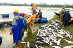 Hà Tĩnh: Gió bão quật chết trắng 20 tấn cá 1 tỉ đồng