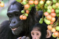 Nghiên cứu hé lộ tinh tinh cũng có thói quen 'nhậu'