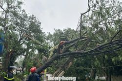Gió bão 'cuồng nộ', phố ở Nghệ An la liệt cây đổ