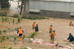 Công an, quân sự xã Nghĩa Đàn kịp thời cứu đàn lợn trong biển nước