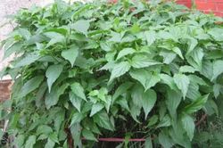 Cây dại từng bị lãng quên, nay thành đặc sản có giá lên tới 100.000 đồng/kg